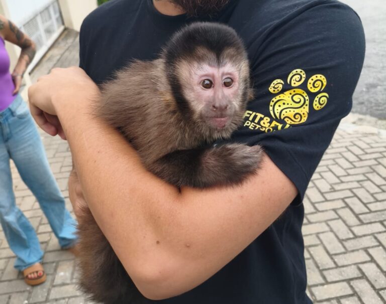 GCM resgata macaco-prego em condomínio de Jacareí