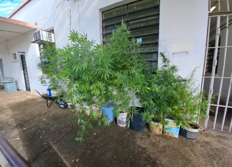 Casa usada para cultivo de maconha é localizada pela polícia militar; cinco menores são encontrados no local