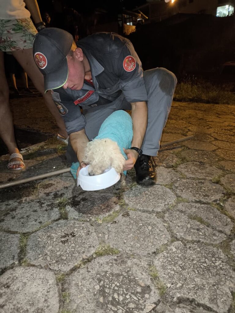 VÍDEO: Bombeiros resgatam cadela idosa presa em tubulação em São Sebastião