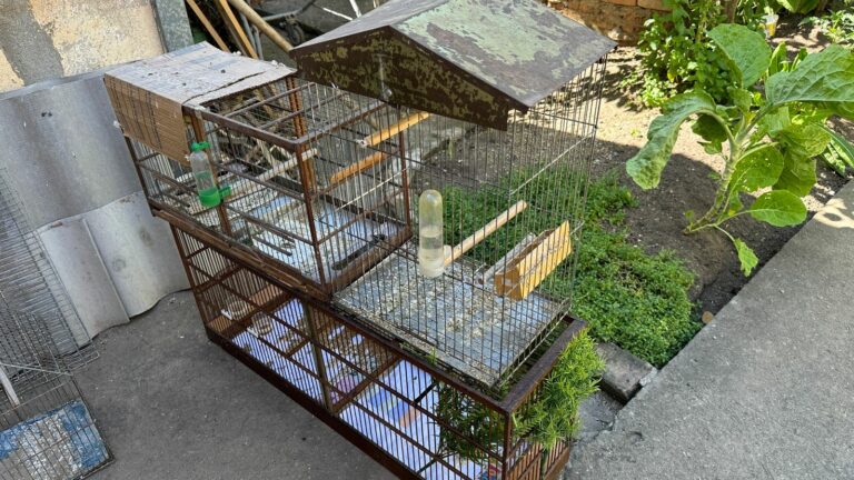 Aves silvestres mantidas ilegalmente são apreendidas em São José