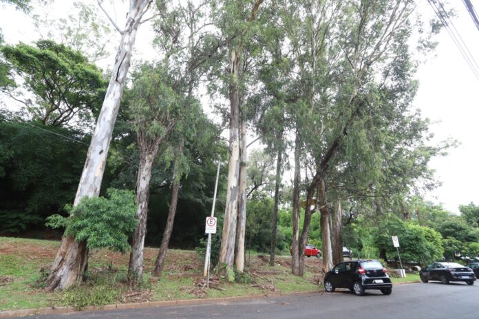 Campinas anuncia remoção de eucaliptos que oferecem risco em Barão Geraldo
