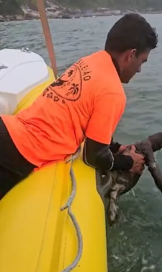 VÍDEO: Bicho-preguiça é resgatado do mar em Caraguatatuba