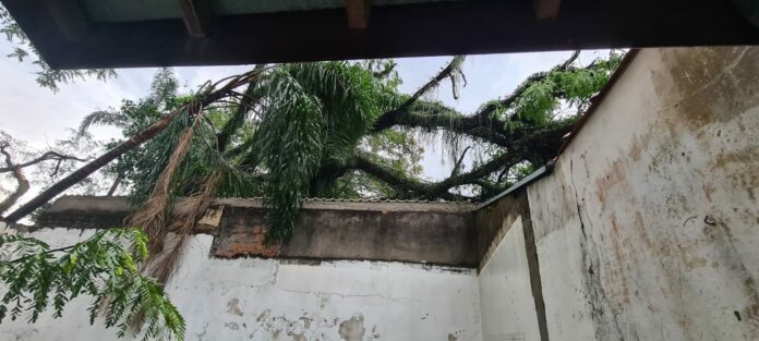 Temporal provoca queda de árvores e casa é interditada em São José