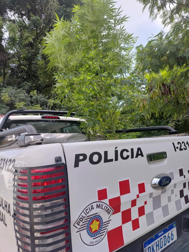 PM localiza cultivo de maconha em residência de Lorena