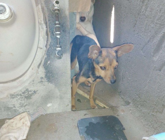 Homem é investigado por maus-tratos após cães serem encontrados sem água e comida em Caçapava