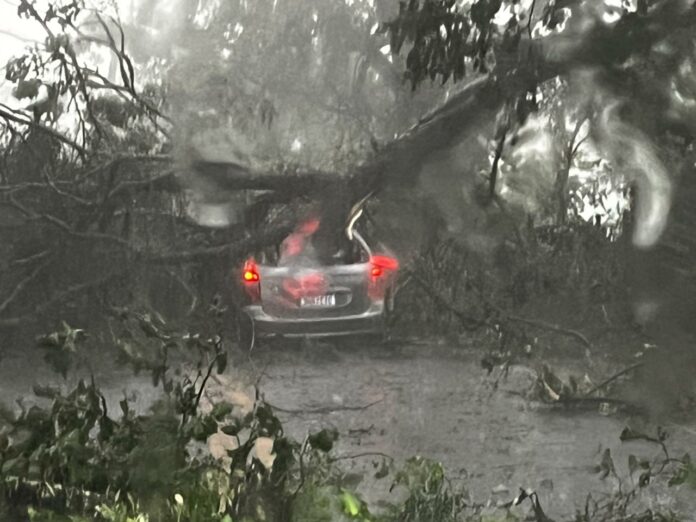 Queda de árvore em carro interdita a SP-50 por mais de quatro horas em São José Queda de árvore em carro interdita a SP-50 por mais de quatro horas em São José