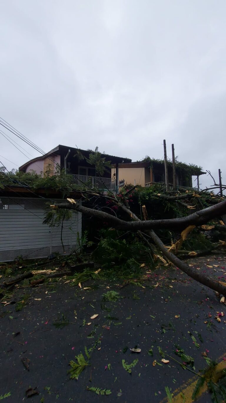 Árvore de 15 metros cai sobre quatro casas e interdita rua em Taubaté