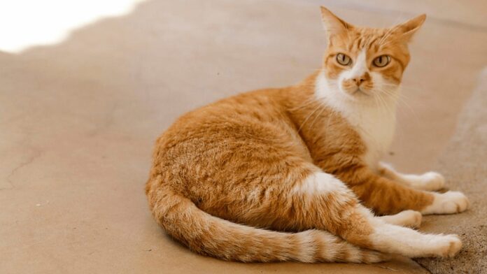 WhatsApp Image 2026-01-30 at 15.10.35