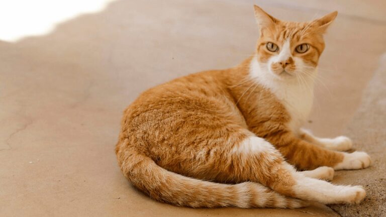 CCZ de Rio Preto promove feira de adoção e vacinação para cães e gatos neste sábado