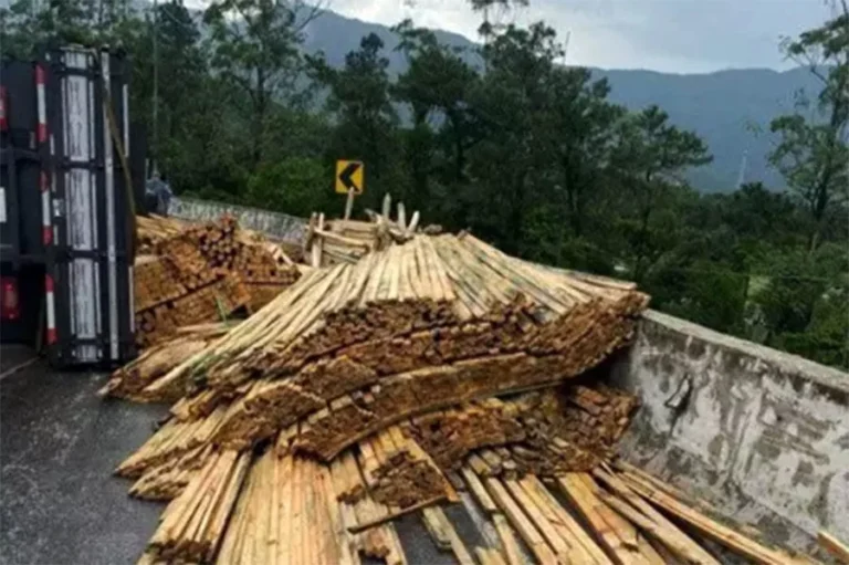 Caminhão perde o controle, tomba e espalha carga de eucalipto em rodovia do litoral