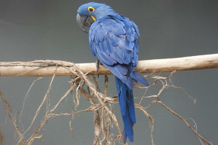 araraazul_bosque_1501