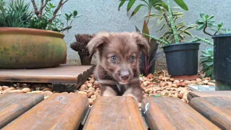 Cancelamento da Feira de Adoção Pet no Parque