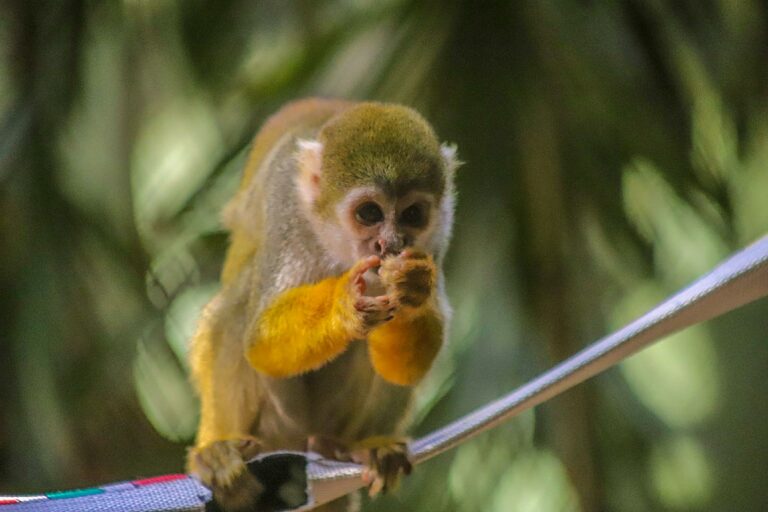 Bosque recebeu cerca de 320 mil visitantes em 2025, calcula prefeitura