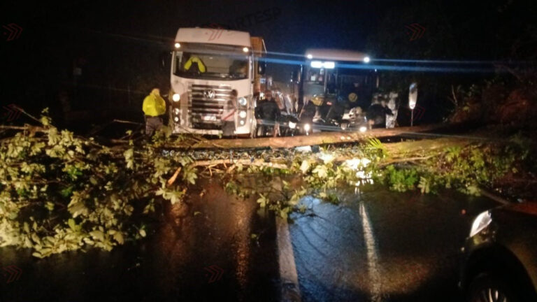Queda de árvore interdita a Anchieta e provoca 14  km de congestionamento em Cubatão