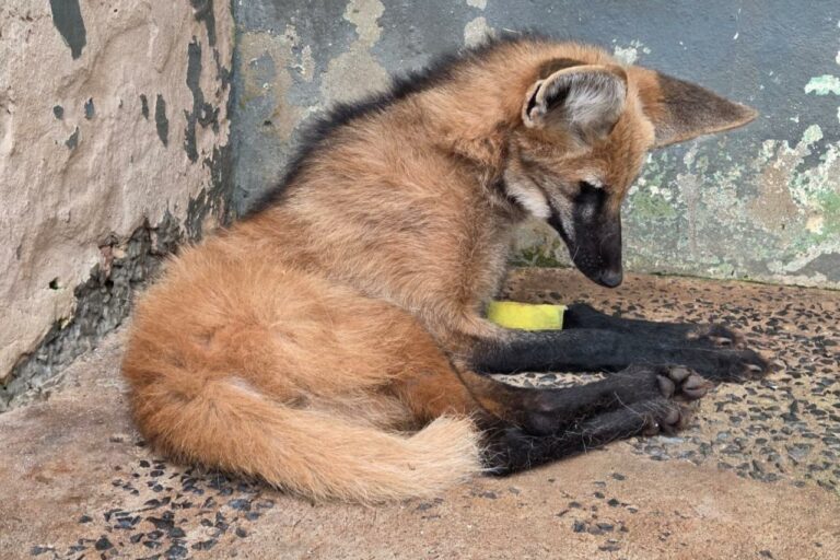 CETRAS recebe fêmea de lobo-guará vítima de atropelamento