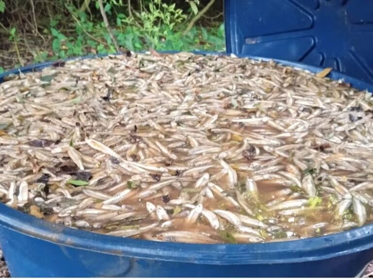 Uma tonelada de manjuba clandestina é apreendida e destruída em Iguape