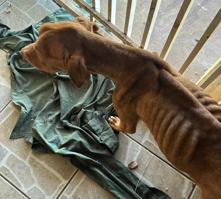 Jovem de 20 anos é preso por maus-tratos a cão