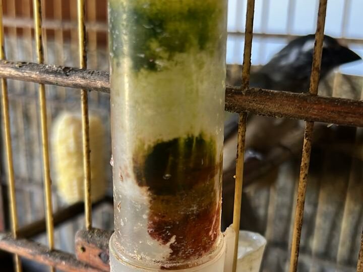 Criador de pássaros é multado em R$ 15,5 mil por maus-tratos