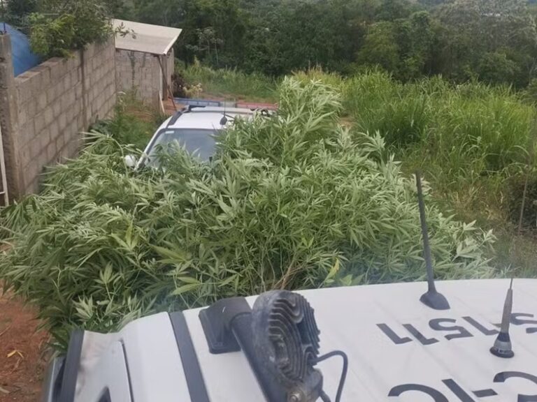 Homem é preso após plantar 120 kg de maconha no quintal em cidade do Vale do Ribeira