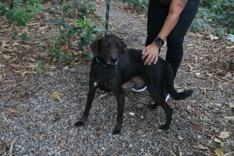 Lei que prevê punições a quem deixar pets desacompanhados em Santos está em vigor