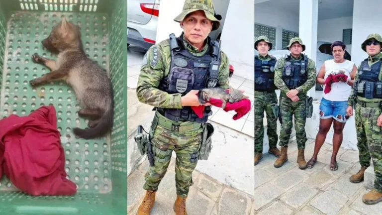 Polícia Ambiental salva filhote de raposa abandonado na PB