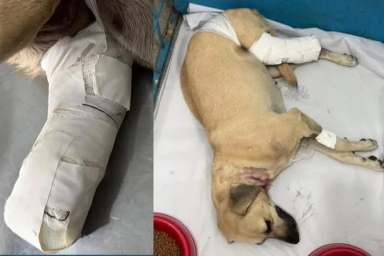 Homem é preso em flagrante após agredir cadela com golpes de foice na PB