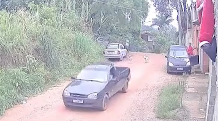 Motorista é preso após atropelar cachorro e fugir sem prestar socorro
