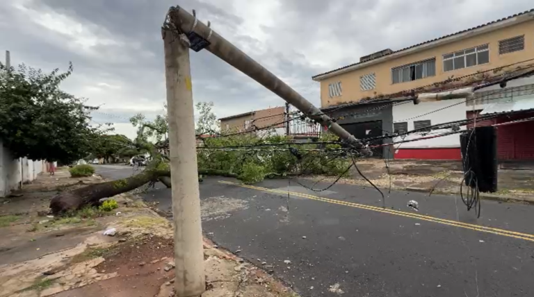 Queda de árvore interdita pista e derruba poste