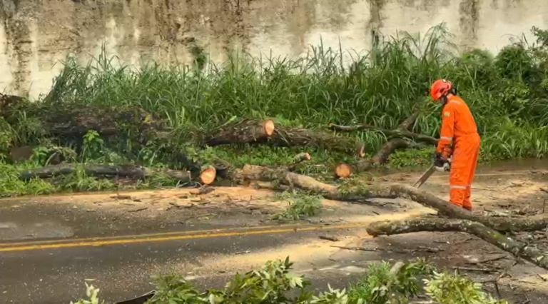 Árvore cai e bloqueia via em Barão Geraldo após chuva