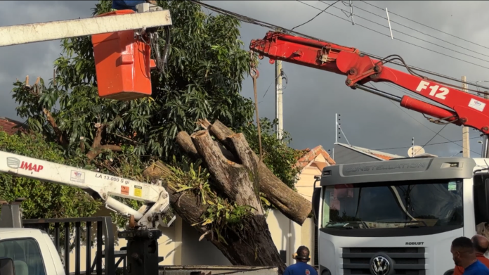 Árvore gigante cai em cima de casa em Americana após chuva
