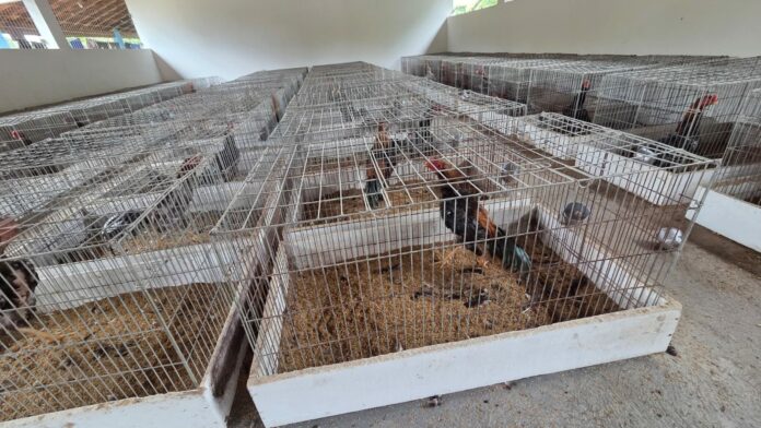Polícia encontra 155 galos de rinha e 20 aves silvestres em propriedade rural