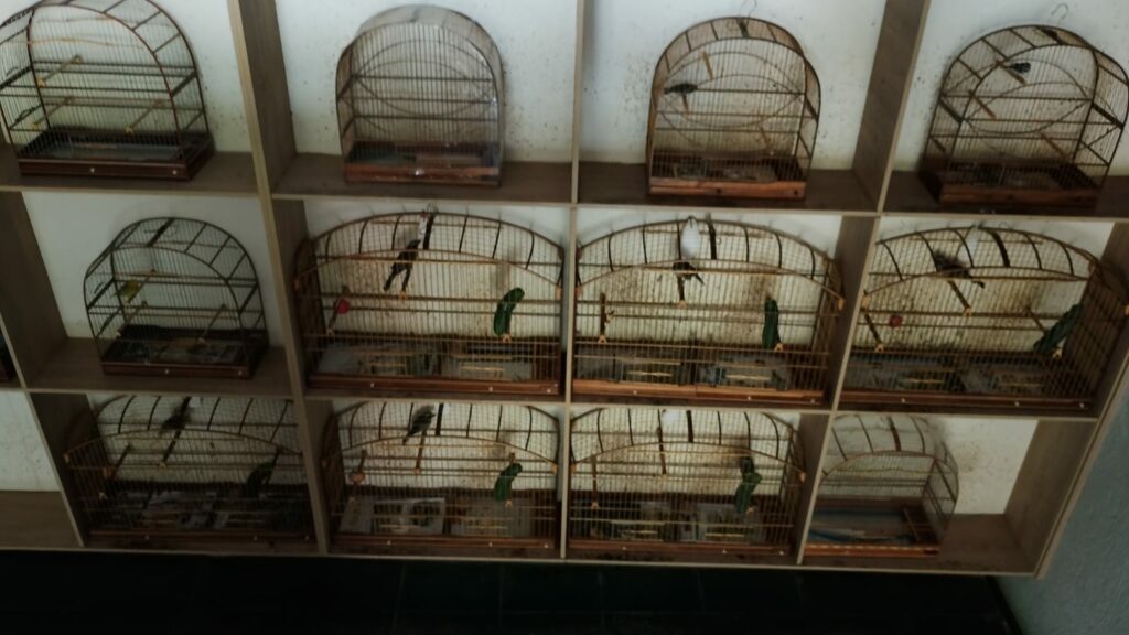 Polícia encontra 155 galos de rinha e 20 aves silvestres em propriedade rural