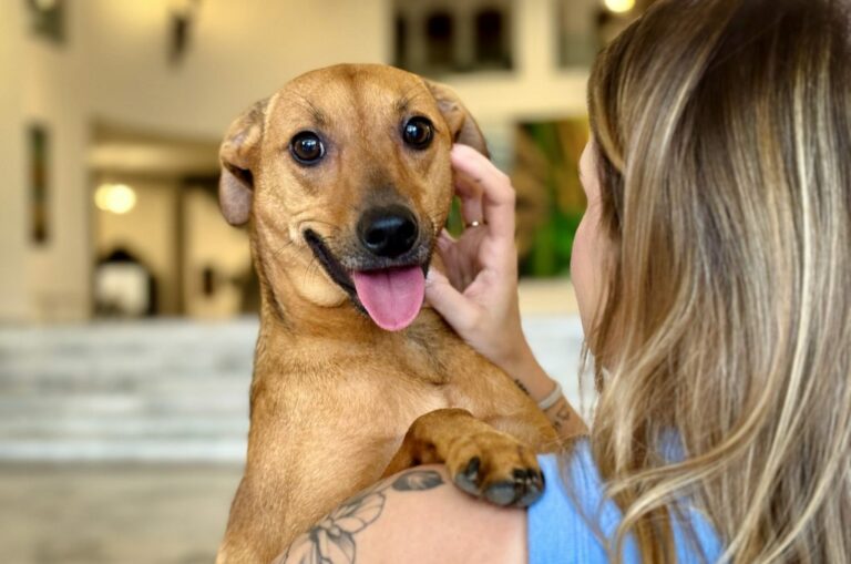 SP sanciona lei que autoriza o sepultamento de cães e gatos em jazigos familiares