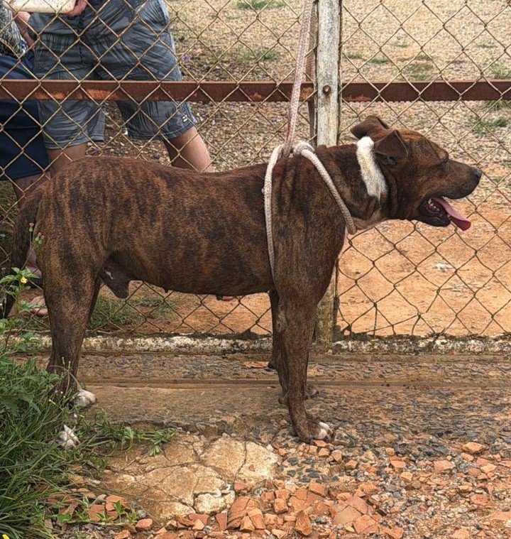 Bebê de 11 meses morre após ser atacado por Pitbull dentro de casa