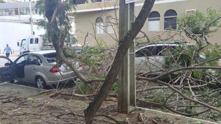 Queda de galho de árvores atinge carros e interdita avenida em São José