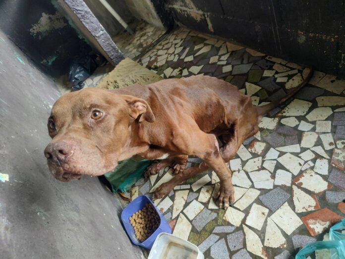 Pitbull vítima de maus-tratos é resgatado e tutor é preso em Caraguatatuba