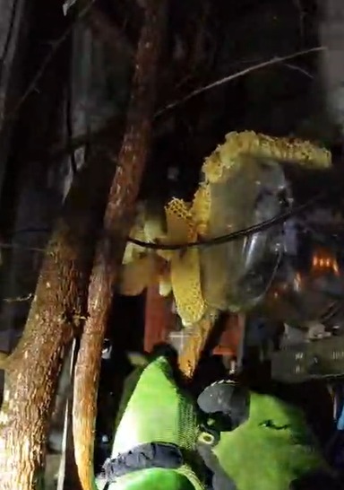 VÍDEO: Bombeiros removem colmeia de abelhas de painel de energia em Ilhabela