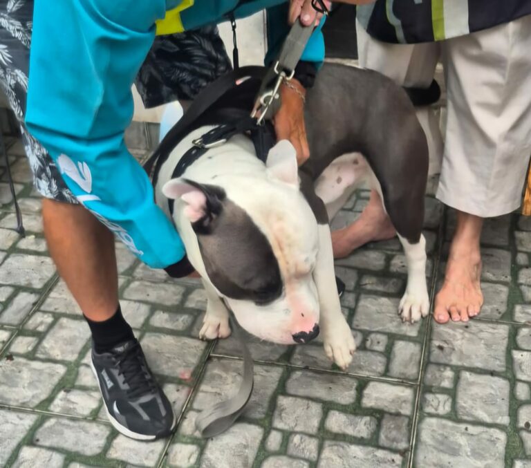 Homem que pilotava motocicleta enquanto cão era levado pela guia por garupa é identificado