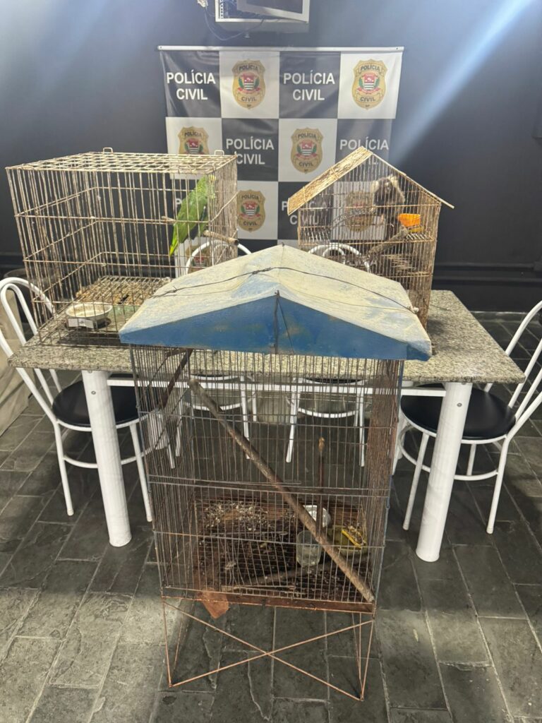 Papagaio e saguis mantidos em casa, não tinham autorização e foram resgatados pela polícia