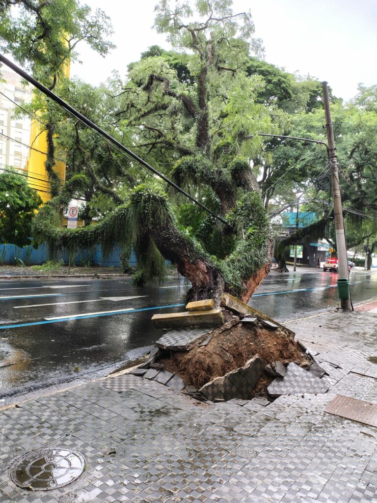 Chuva provoca queda de árvores e interdita avenida em São José