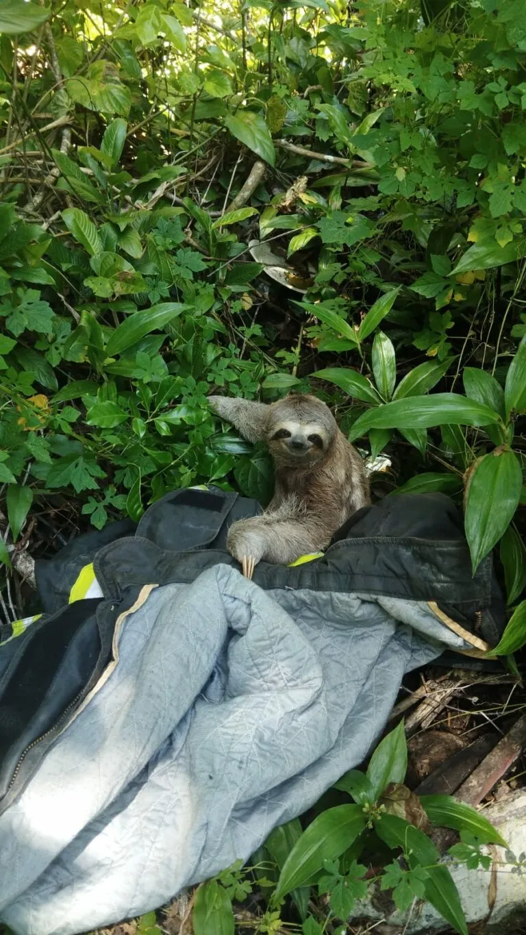Bombeiros resgatam bicho-preguiça em área de risco em Caraguatatuba
