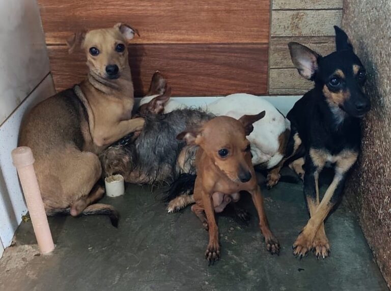 Cães resgatados na zona Norte poderão ser adotados ainda neste mês; Saiba quando