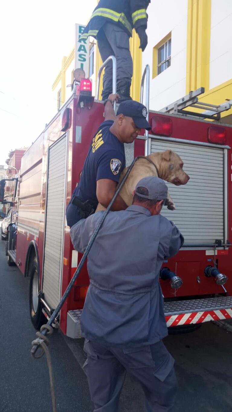 Pitbull é resgatado em marquise de hotel no Centro de Cruzeiro