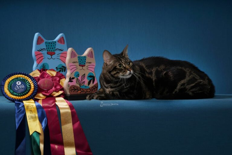 Cats Festival 2026 em Santos reunirá 130 gatos e feira de adoção