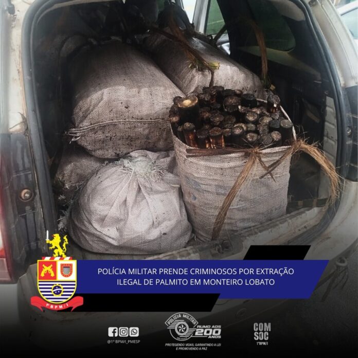 Trio é flagrado com meia tonelada de palmito extraído ilegalmente em Monteiro Lobato Trio é flagrado com meia tonelada de palmito extraído ilegalmente em Monteiro Lobato