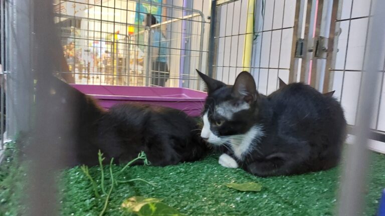 Shopping Praça Nova recebe feira de adoção neste sábado