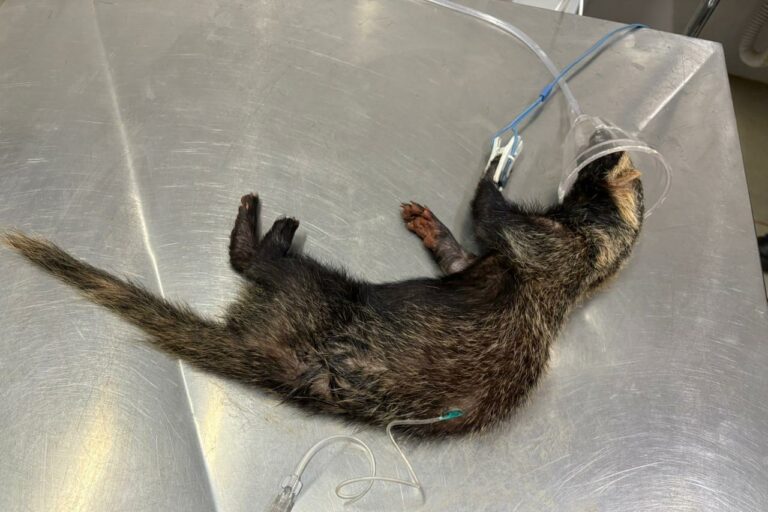 CETRAS atende 11 animais vítimas de atropelamento em menos de um mês