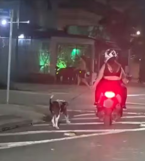 cachorro moto