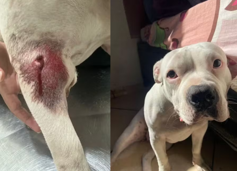 Cadela foge de casa e é baleada por GCM em Cubatão