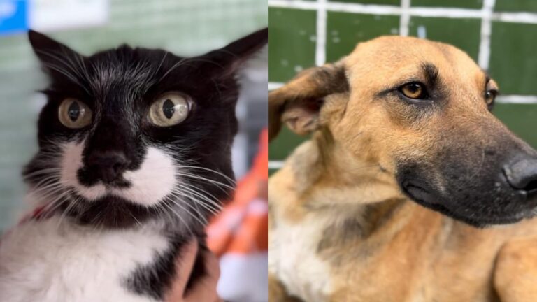 João Pessoa promove programação especial para animais idosos neste fim de semana